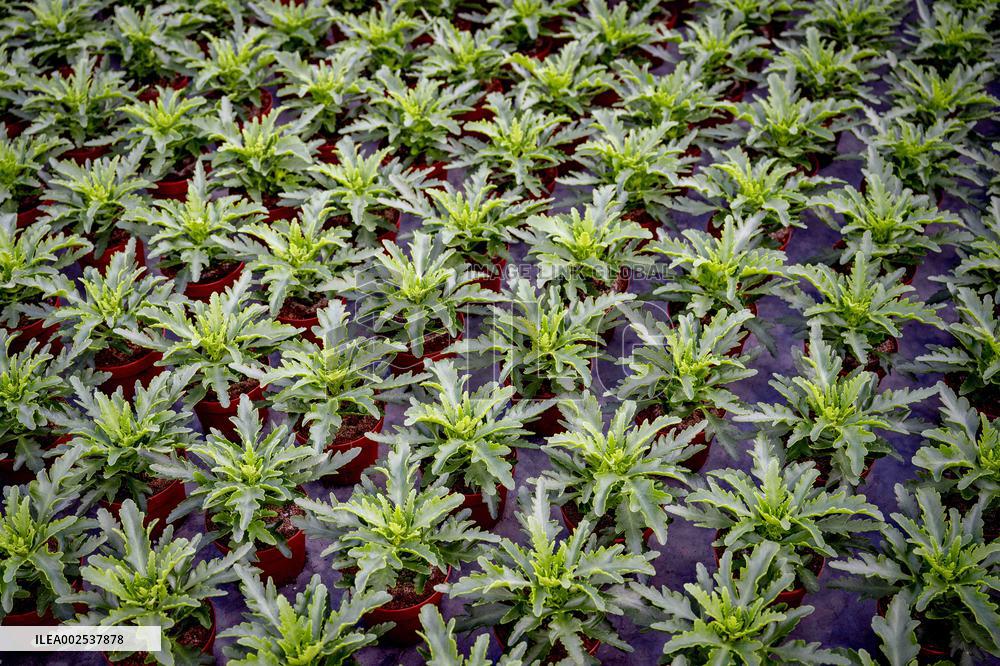 Greenhouses - Netherlands