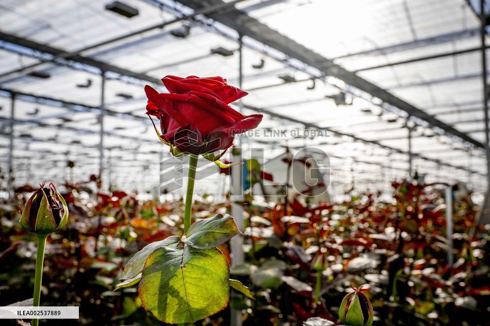 Greenhouses - Netherlands