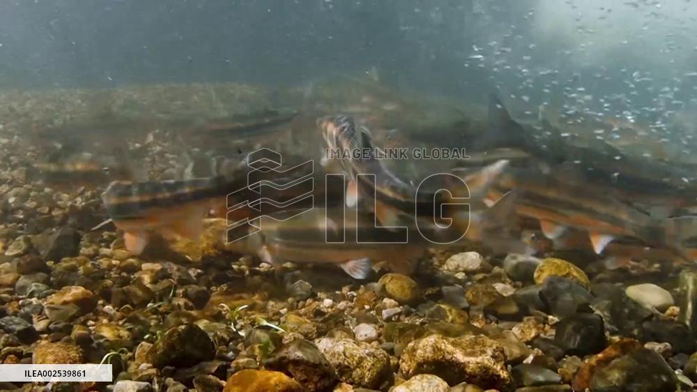 Big-scaled redfin