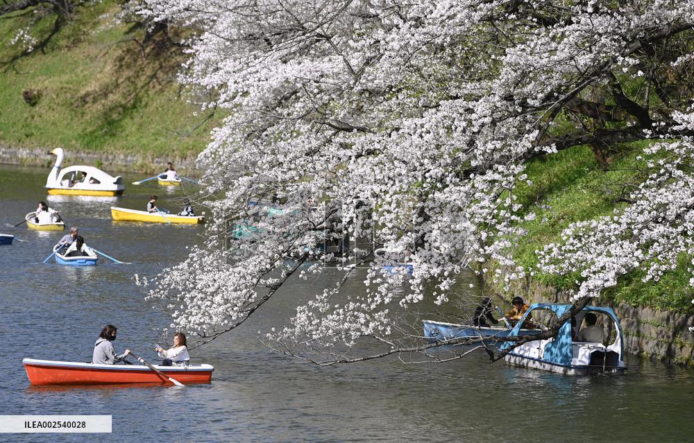 Cherry blossoms near Imperial Palace in Tokyo