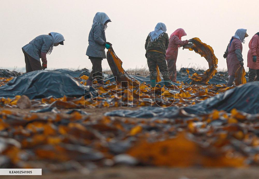 #CHINA-SHANDONG-RONGCHENG-KELP-AIRING (CN)