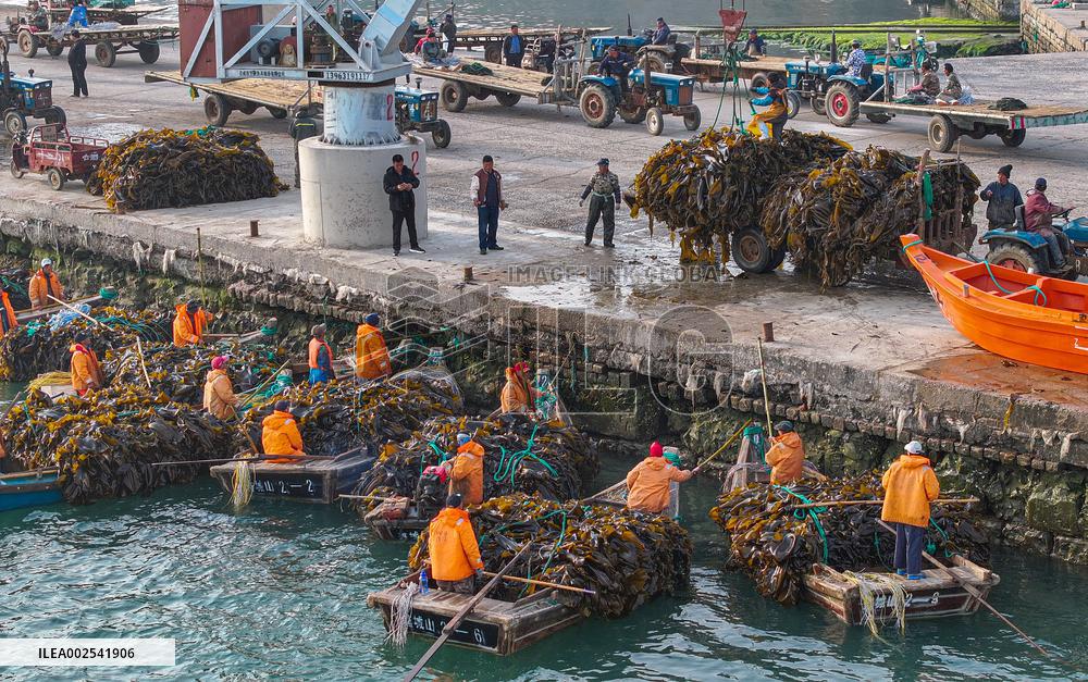 #CHINA-SHANDONG-RONGCHENG-KELP-AIRING (CN)