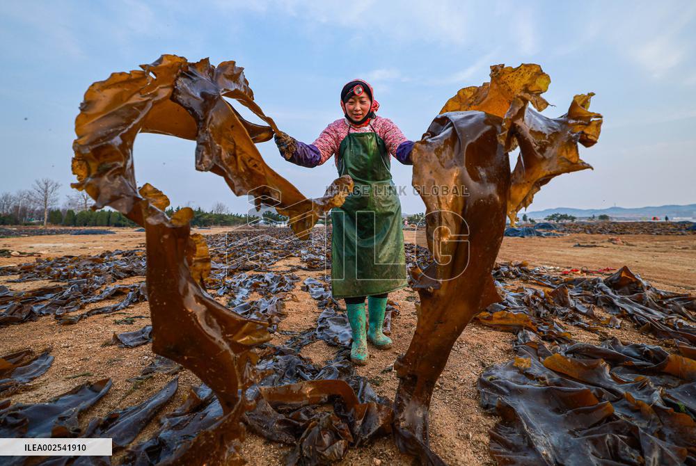 #CHINA-SHANDONG-RONGCHENG-KELP-AIRING (CN)