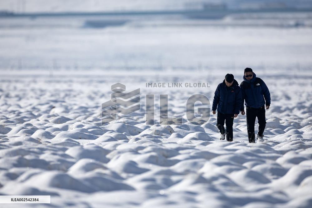 (InXizang)CHINA-XIZANG-LHASA-BLACK-NECKED CRANES-PROTECTION (CN)