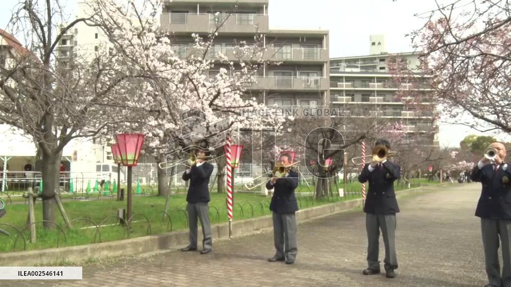 Cherry blossom viewing in Osaka