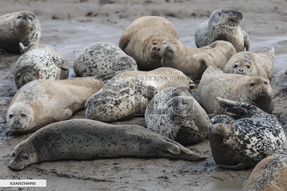 CHINA-LIAONING-PANJIN-LIAODONG BAY-SPOTTED SEAL (CN)
