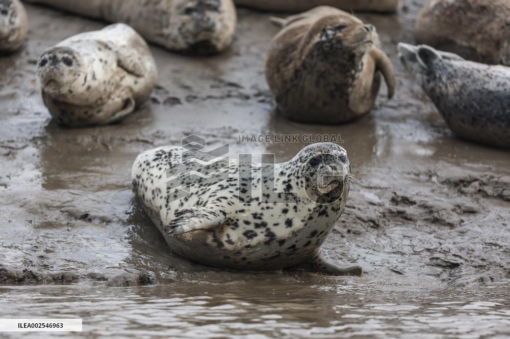 CHINA-LIAONING-PANJIN-LIAODONG BAY-SPOTTED SEAL (CN)