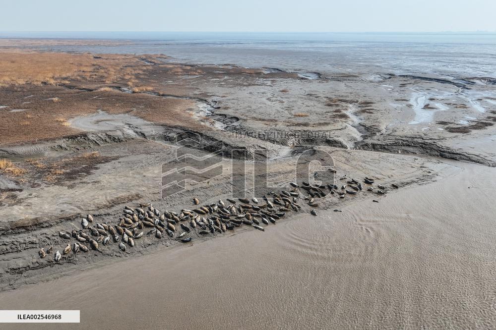 CHINA-LIAONING-PANJIN-LIAODONG BAY-SPOTTED SEAL (CN)