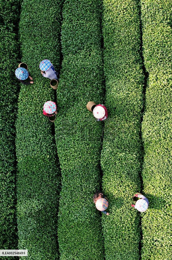 Tea Harvest in Hangzhou