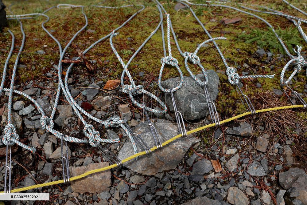 Orphaned Two-Year-Old Orca Continues To Live In A Lagoon Near Zeballos - BC