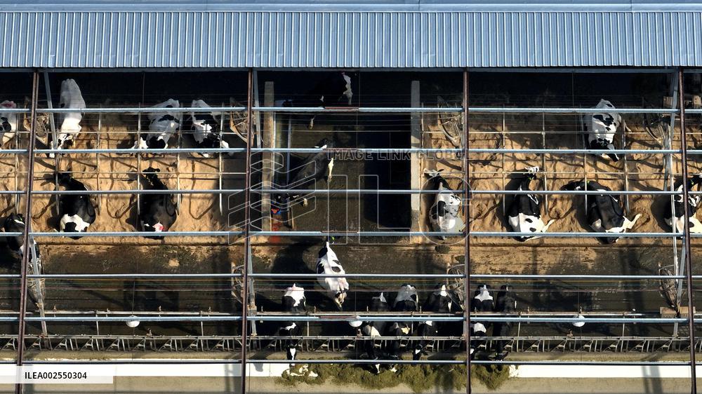 A Dairy Farm in Hai 'an