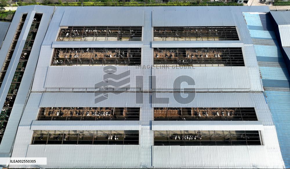 A Dairy Farm in Hai 'an