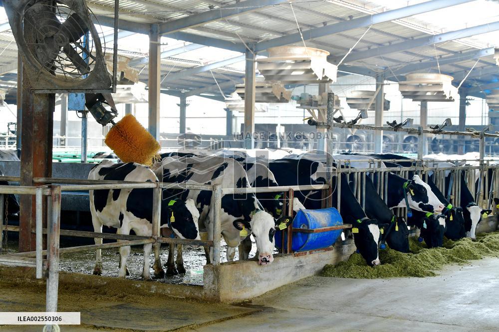 A Dairy Farm in Hai 'an