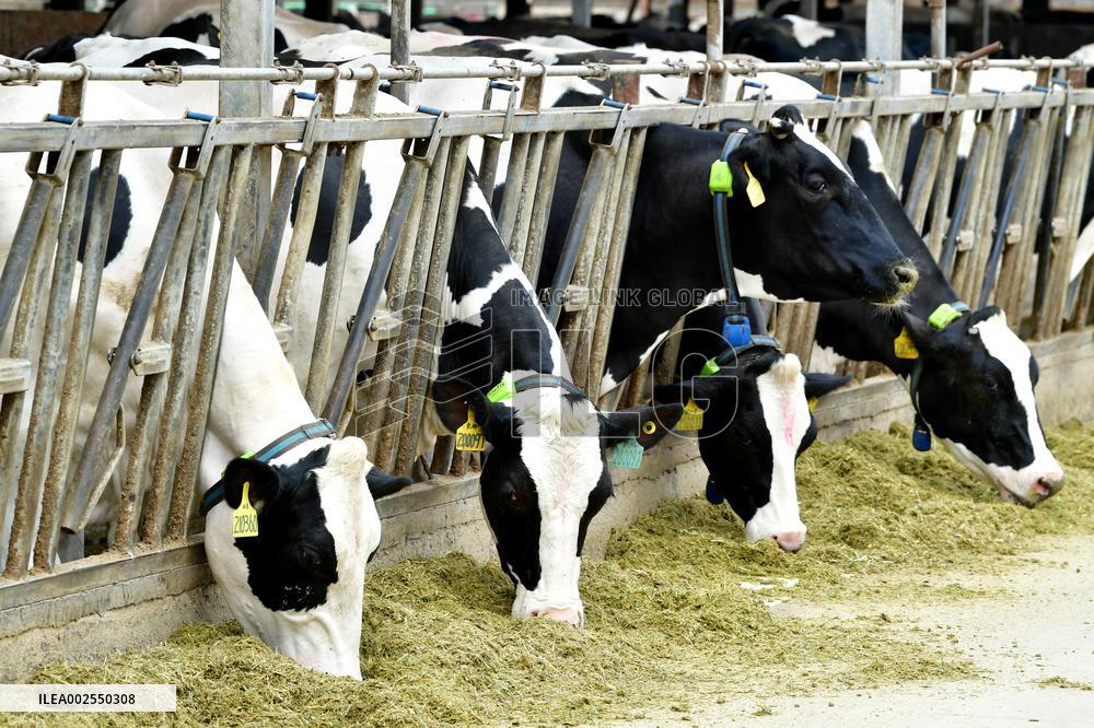 A Dairy Farm in Hai 'an