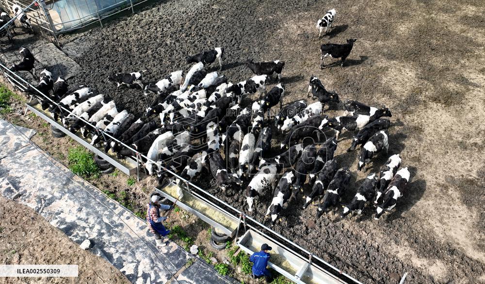 A Dairy Farm in Hai 'an