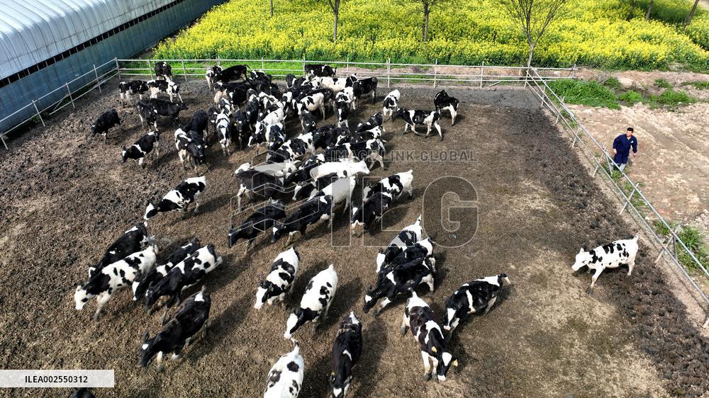 A Dairy Farm in Hai 'an