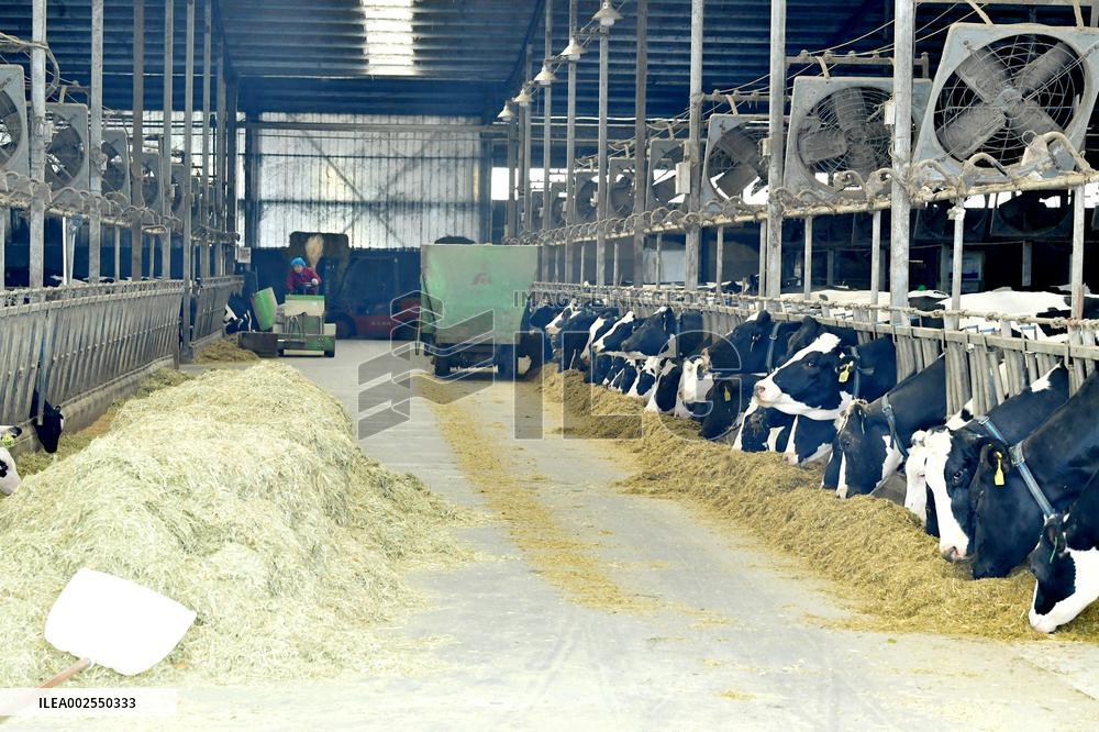 A Dairy Farm in Hai 'an