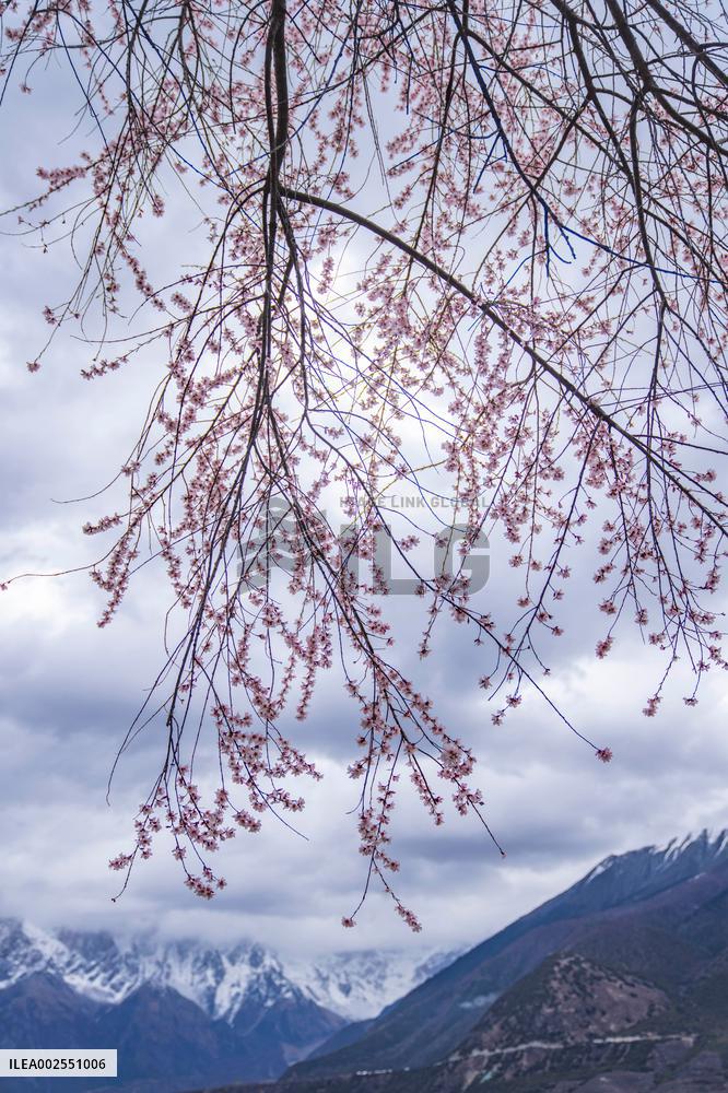 CHINA-XIZANG-LHASA-FLOWERS (CN)