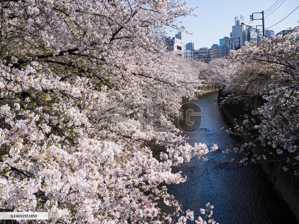 JAPAN-TOKYO-CHERRY BLOSSOMS