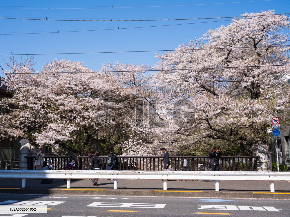 JAPAN-TOKYO-CHERRY BLOSSOMS