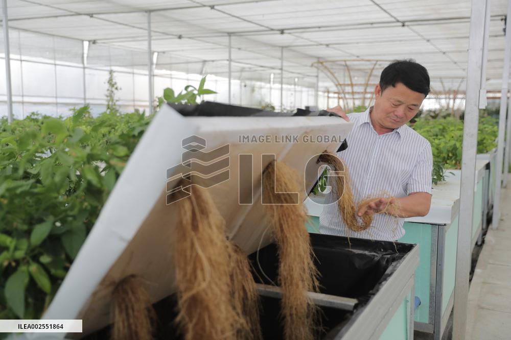 CHINA-SICHUAN-PANZHIHUA-MODERN AGRICULTURE (CN)