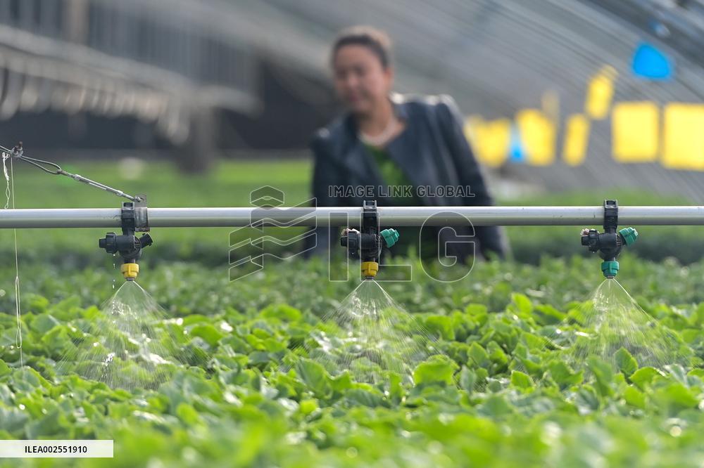 CHINA-XINJIANG-AKSU-FACILITY AGRICULTURE (CN)