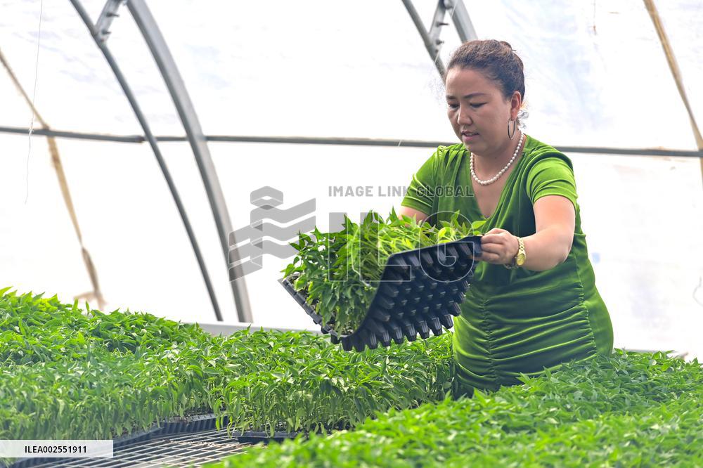 CHINA-XINJIANG-AKSU-FACILITY AGRICULTURE (CN)