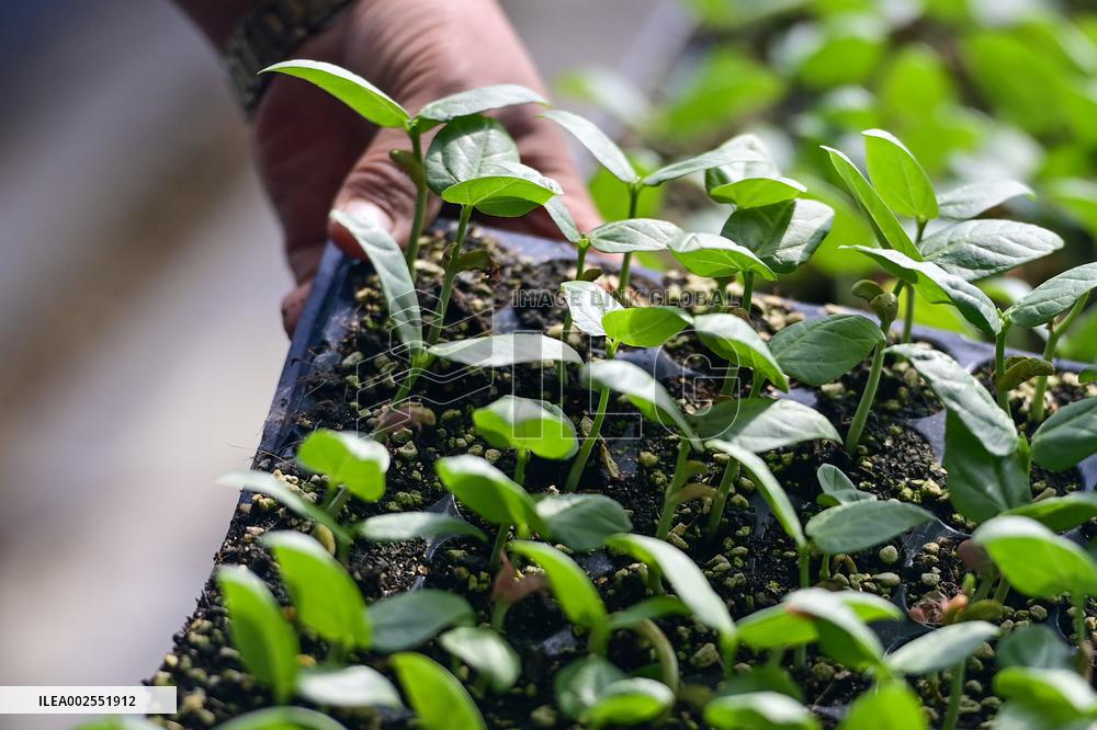 CHINA-XINJIANG-AKSU-FACILITY AGRICULTURE (CN)