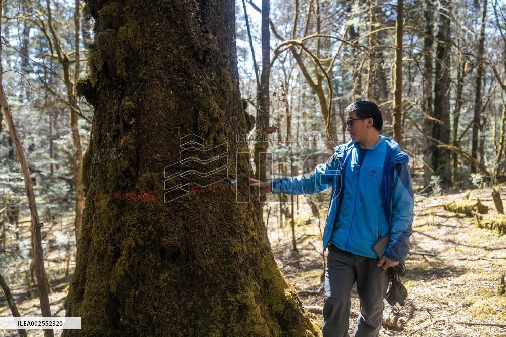 CHINA-YUNNAN-LIJIANG-BOTANIC GARDEN-RESEARCH (CN)