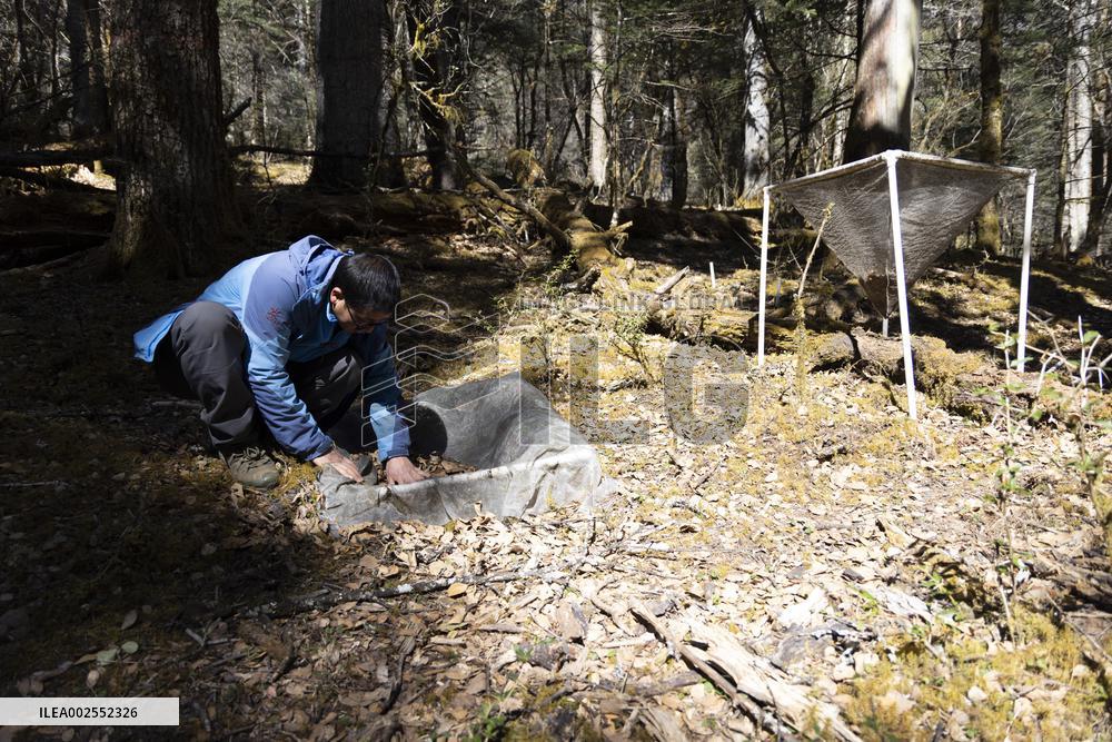 CHINA-YUNNAN-LIJIANG-BOTANIC GARDEN-RESEARCH (CN)