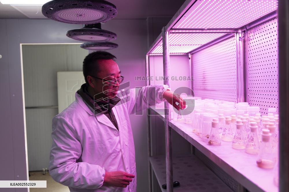 CHINA-YUNNAN-LIJIANG-BOTANIC GARDEN-RESEARCH (CN)