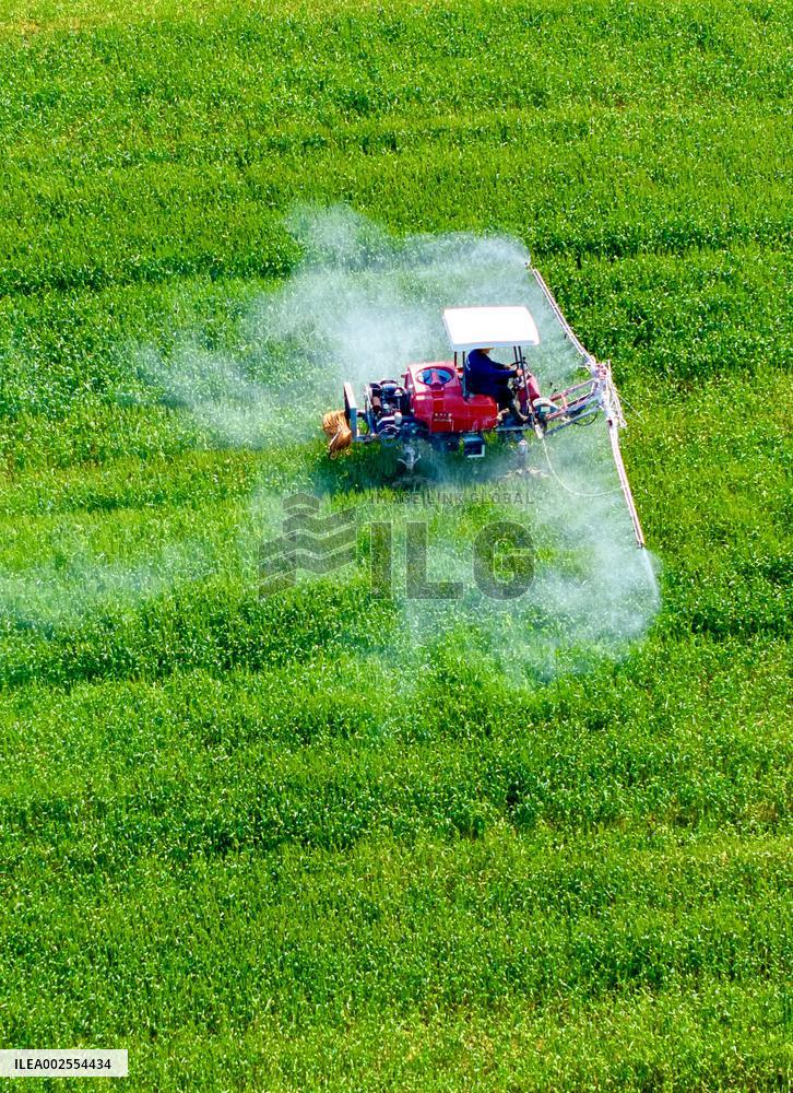 Wheat Grwoth in Kunshan