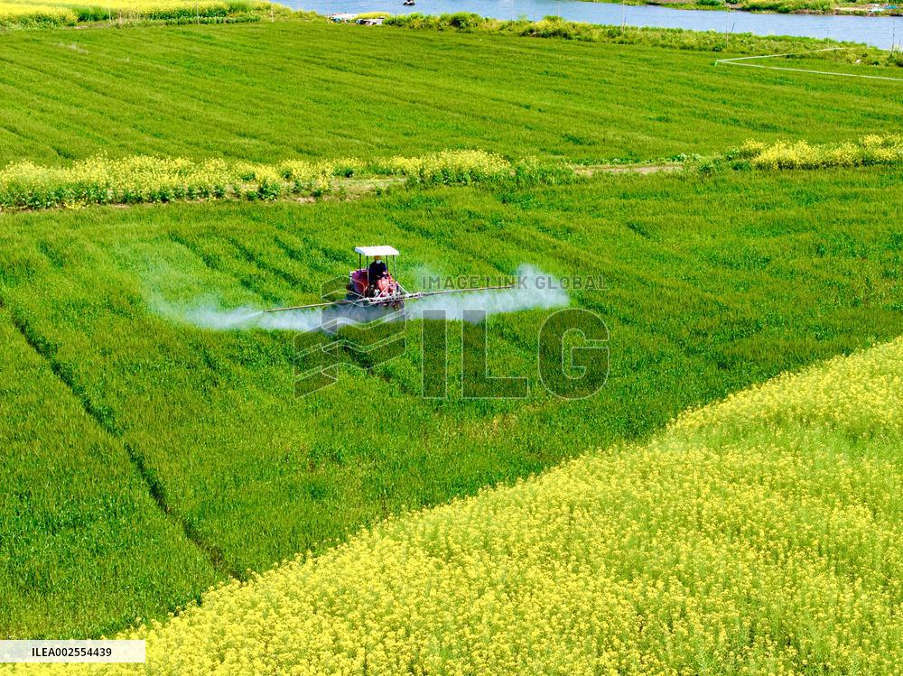 Wheat Grwoth in Kunshan