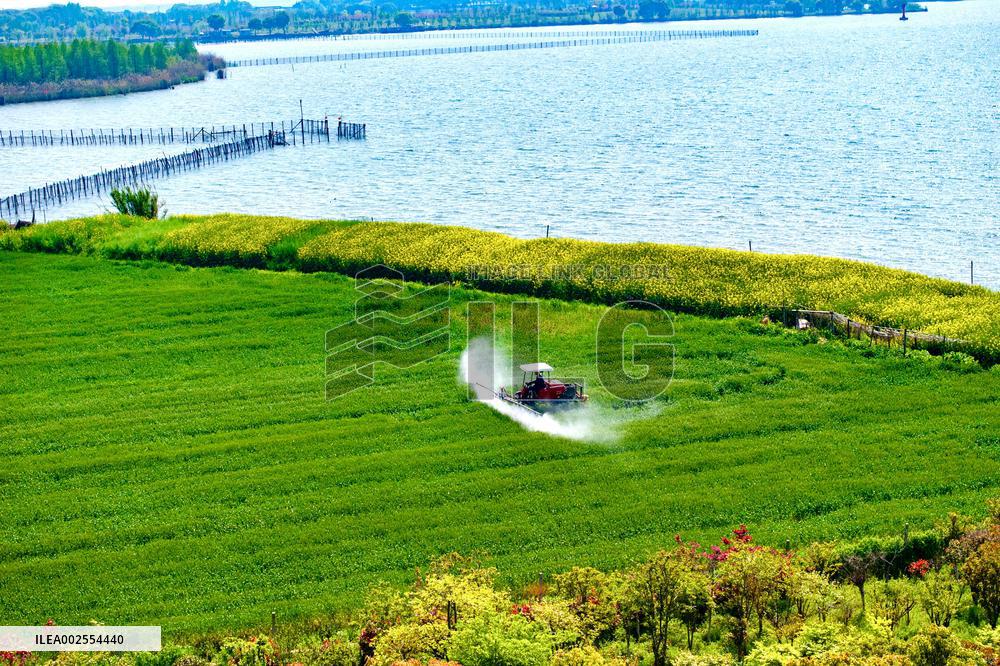 Wheat Grwoth in Kunshan