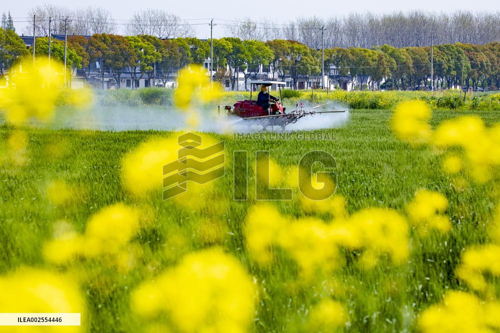 Wheat Grwoth in Kunshan