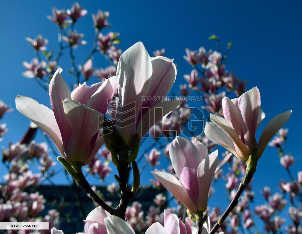 Magnolias bloom in Vinnytsia
