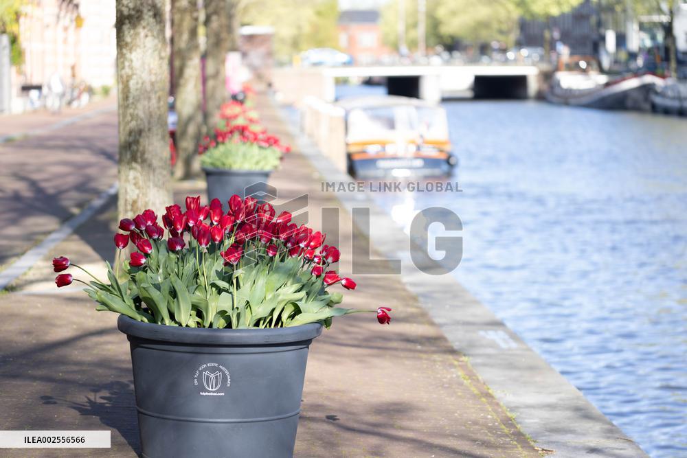 THE NETHERLANDS-AMSTERDAM-TULIP FESTIVAL