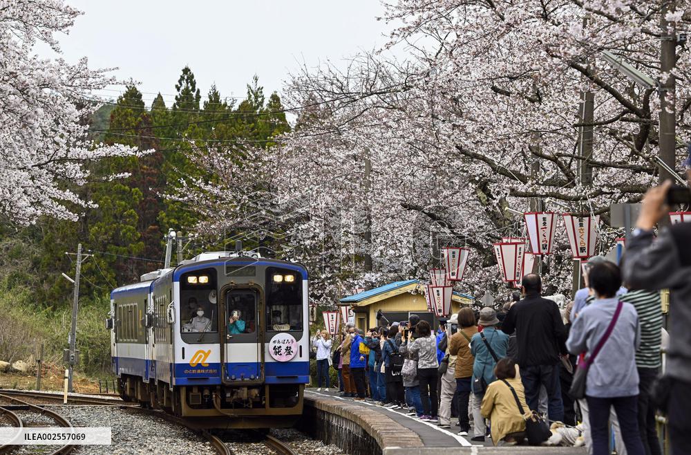 Cherry blossoms at quake-hit town train station