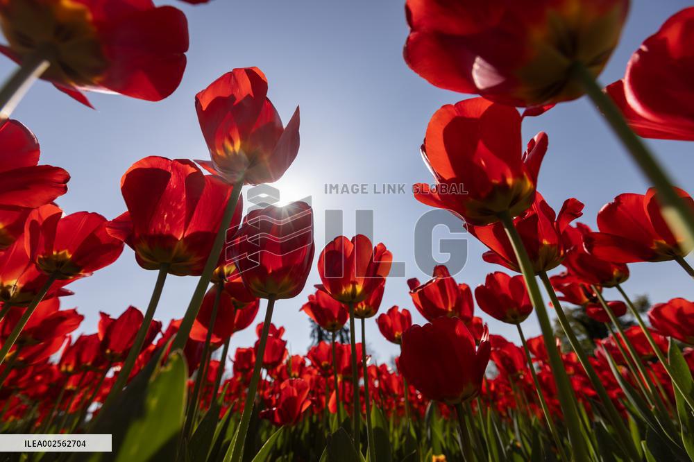 SLOVENIA-KAMNIK-TULIPS