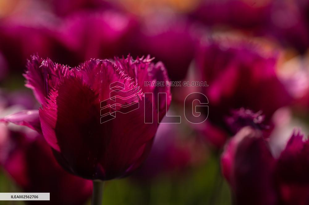 SLOVENIA-KAMNIK-TULIPS