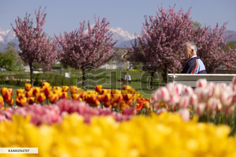 SLOVENIA-KAMNIK-TULIPS