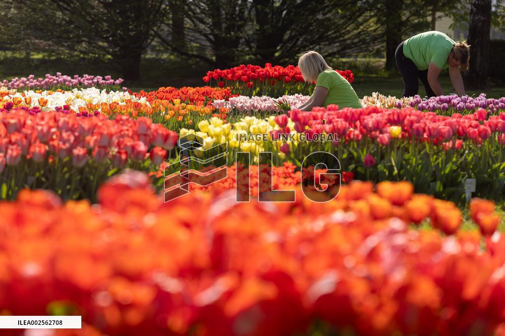 SLOVENIA-KAMNIK-TULIPS