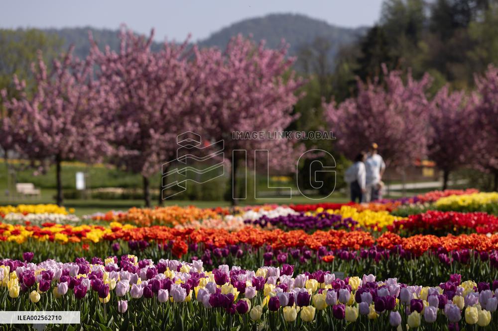 SLOVENIA-KAMNIK-TULIPS