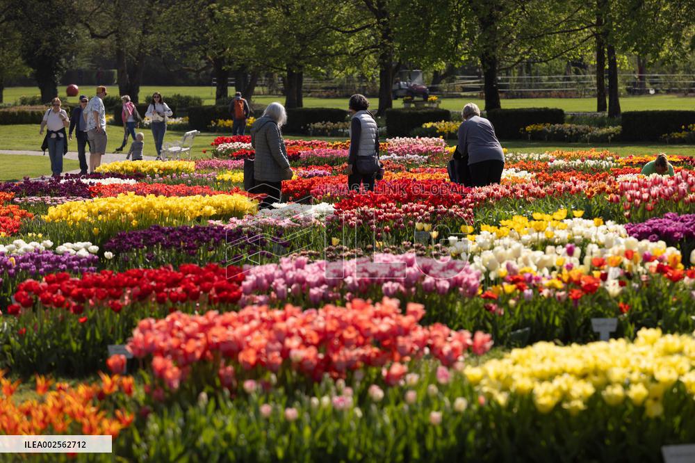 SLOVENIA-KAMNIK-TULIPS