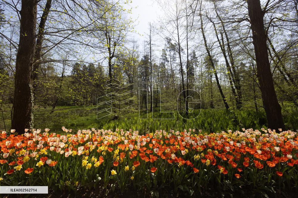 SLOVENIA-KAMNIK-TULIPS