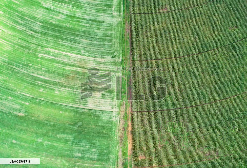 SOUTH AFRICA-JOHANNESBURG-CIRCULAR FIELD