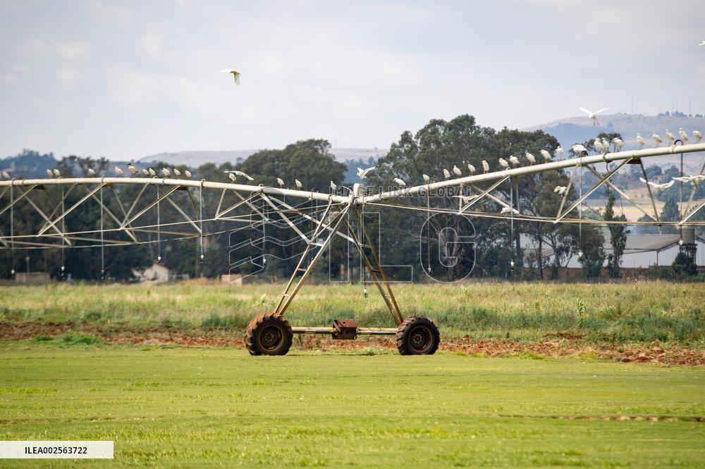 SOUTH AFRICA-JOHANNESBURG-CIRCULAR FIELD