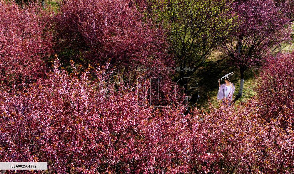 CHINA-SHAANXI-XI'AN-SPRING-TOURISM (CN)