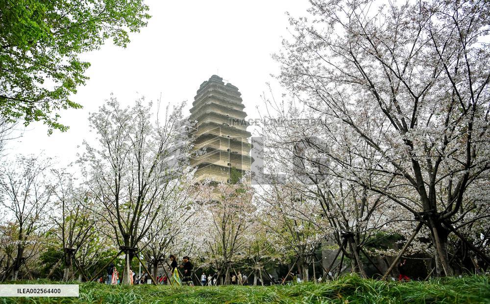 CHINA-SHAANXI-XI'AN-SPRING-TOURISM (CN)