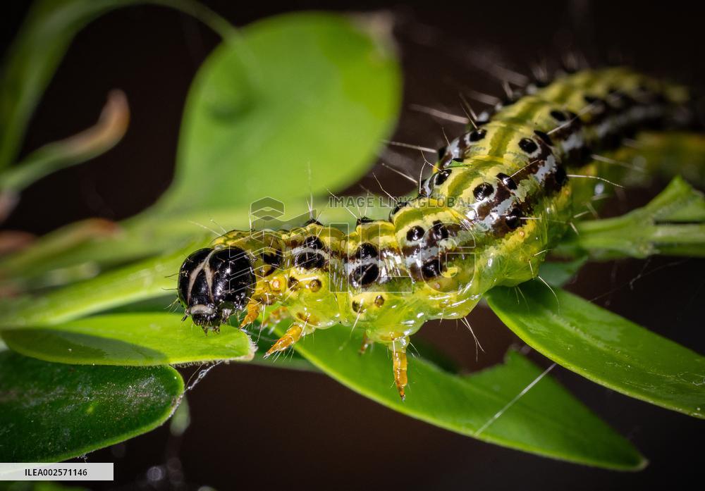 Invasive box tree moth decimated ornamental and wild boxwoods in Europe - France